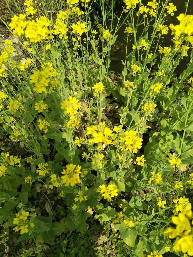 正油1号油菜籽种四川油菜种子秋冬季甘蓝型油菜种籽高产