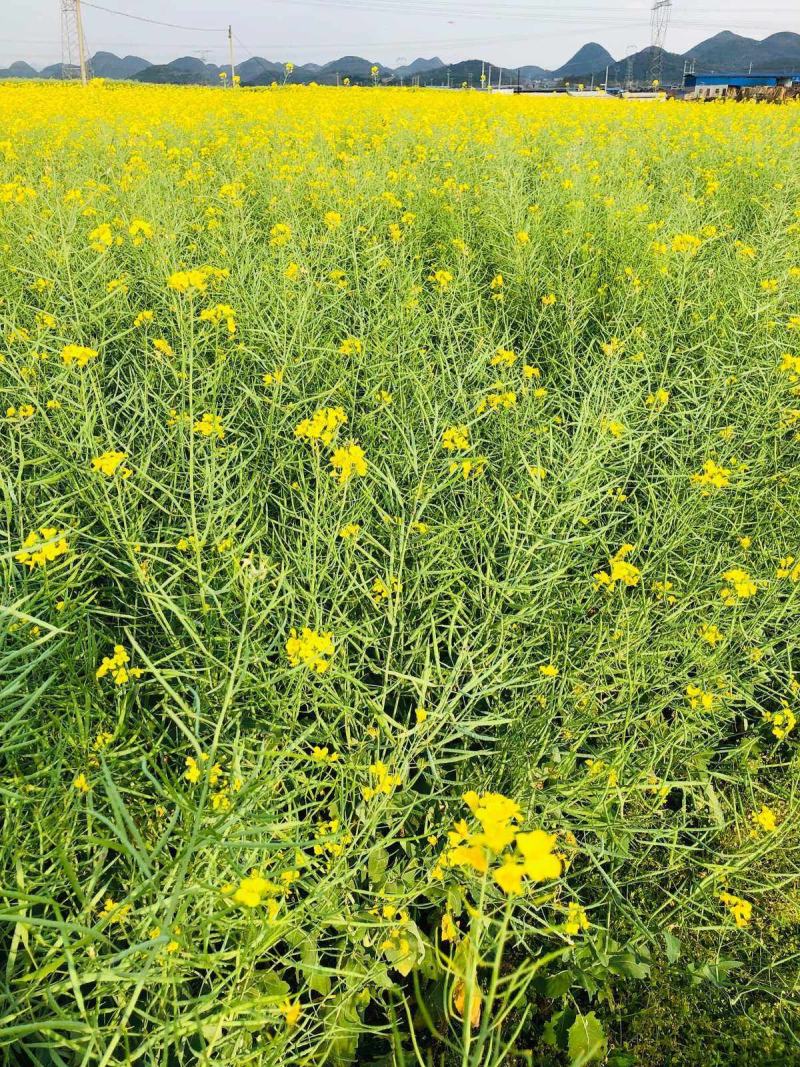 正油1号油菜籽种四川油菜种子秋冬季甘蓝型油菜种籽高产