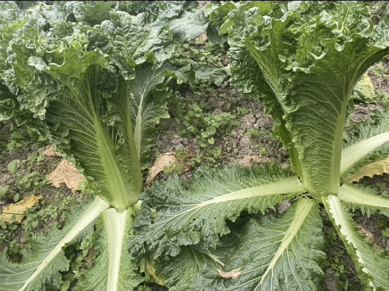 白菜茄子翻炒过程