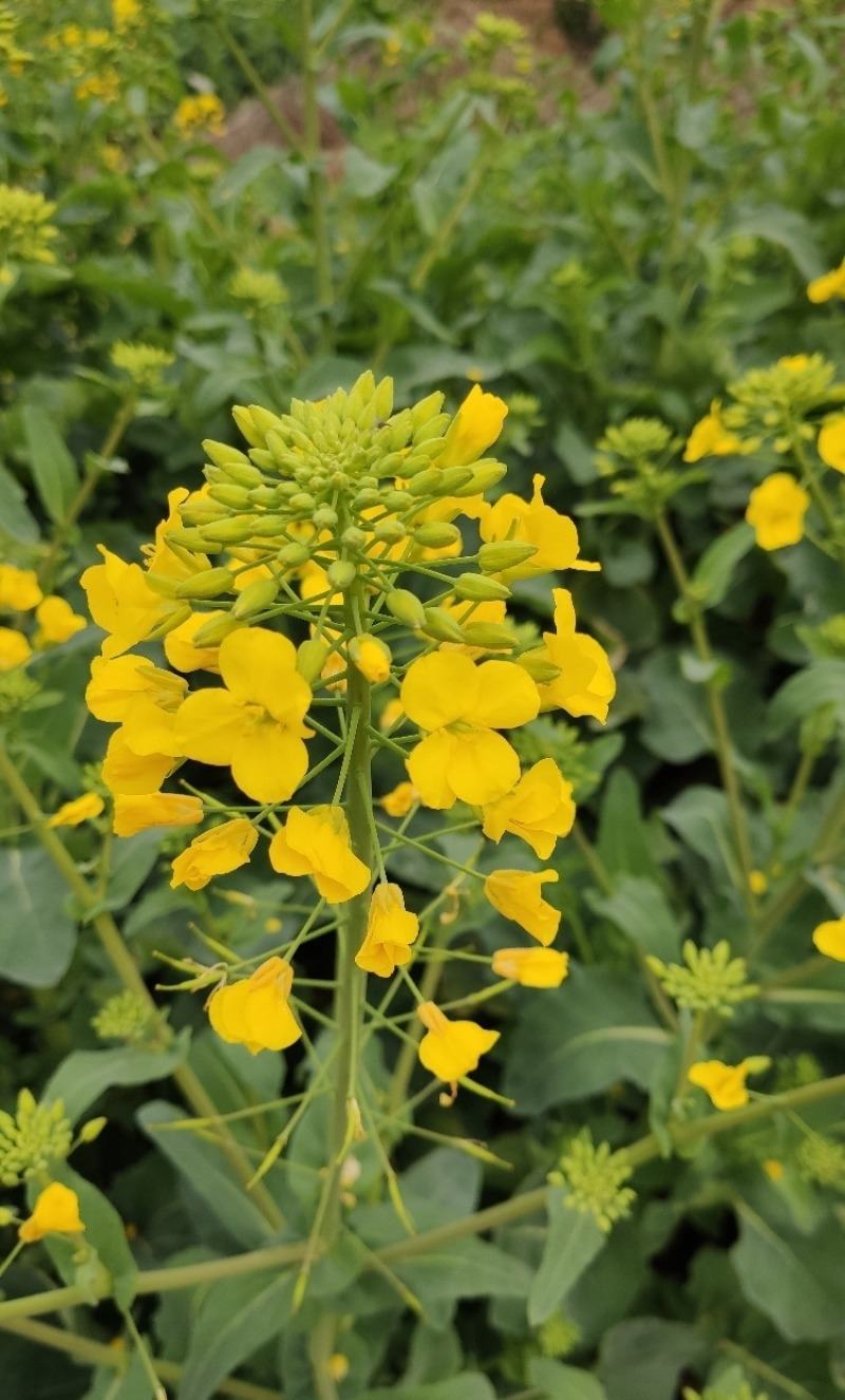 油博士838油菜种子优质抗病强抗倒油菜花种籽矮杆多油油菜