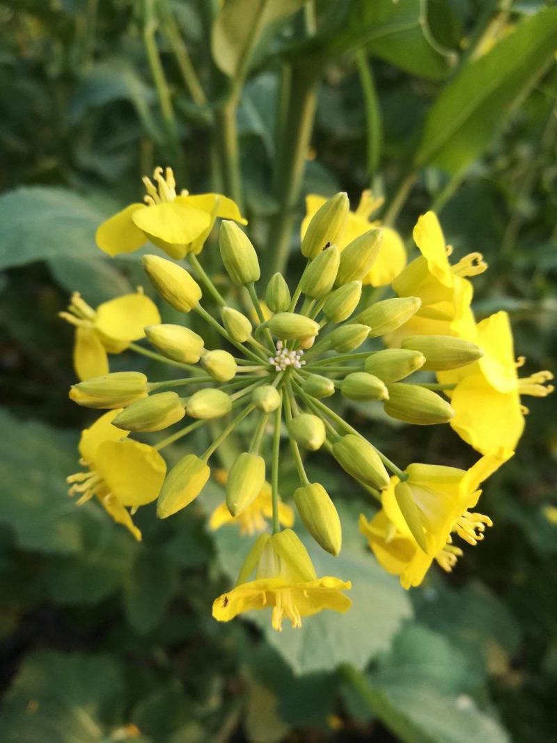 油博士838油菜种子优质抗病强抗倒油菜花种籽矮杆多油油菜