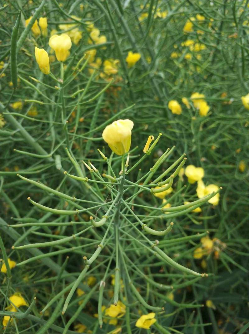 油博士838油菜种子优质抗病强抗倒油菜花种籽矮杆多油油菜