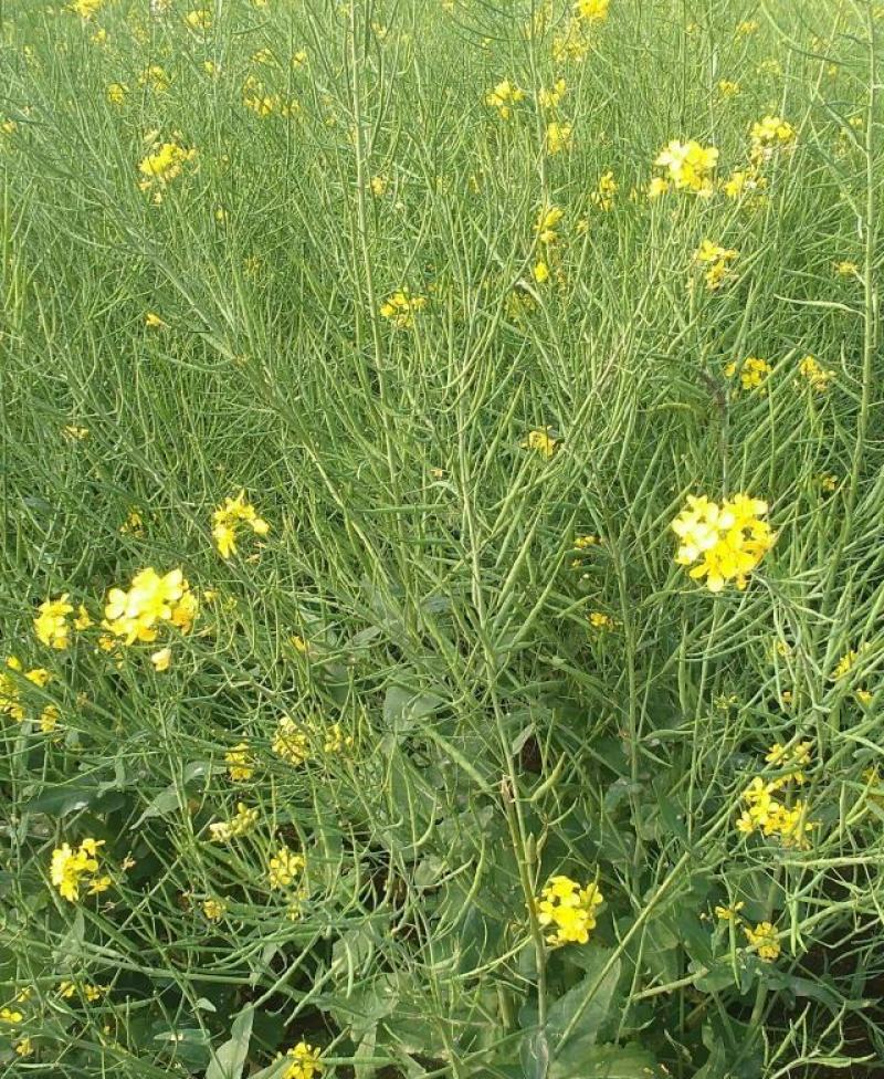 油博士838油菜种子优质抗病强抗倒油菜花种籽矮杆多油油菜