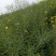 油博士838油菜种子优质抗病强抗倒油菜花种籽矮杆多油油菜