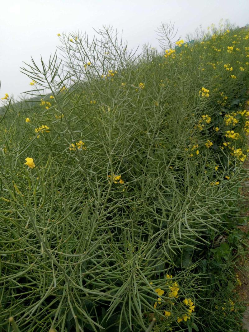 油博士838油菜种子优质抗病强抗倒油菜花种籽矮杆多油油菜