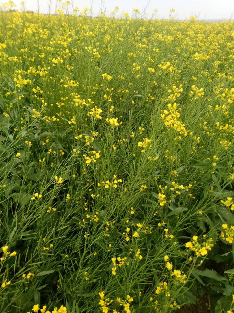油博士838油菜种子优质抗病强抗倒油菜花种籽矮杆多油油菜