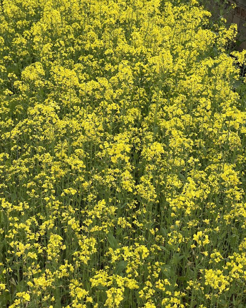 油博士838油菜种子优质抗病强抗倒油菜花种籽矮杆多油油菜