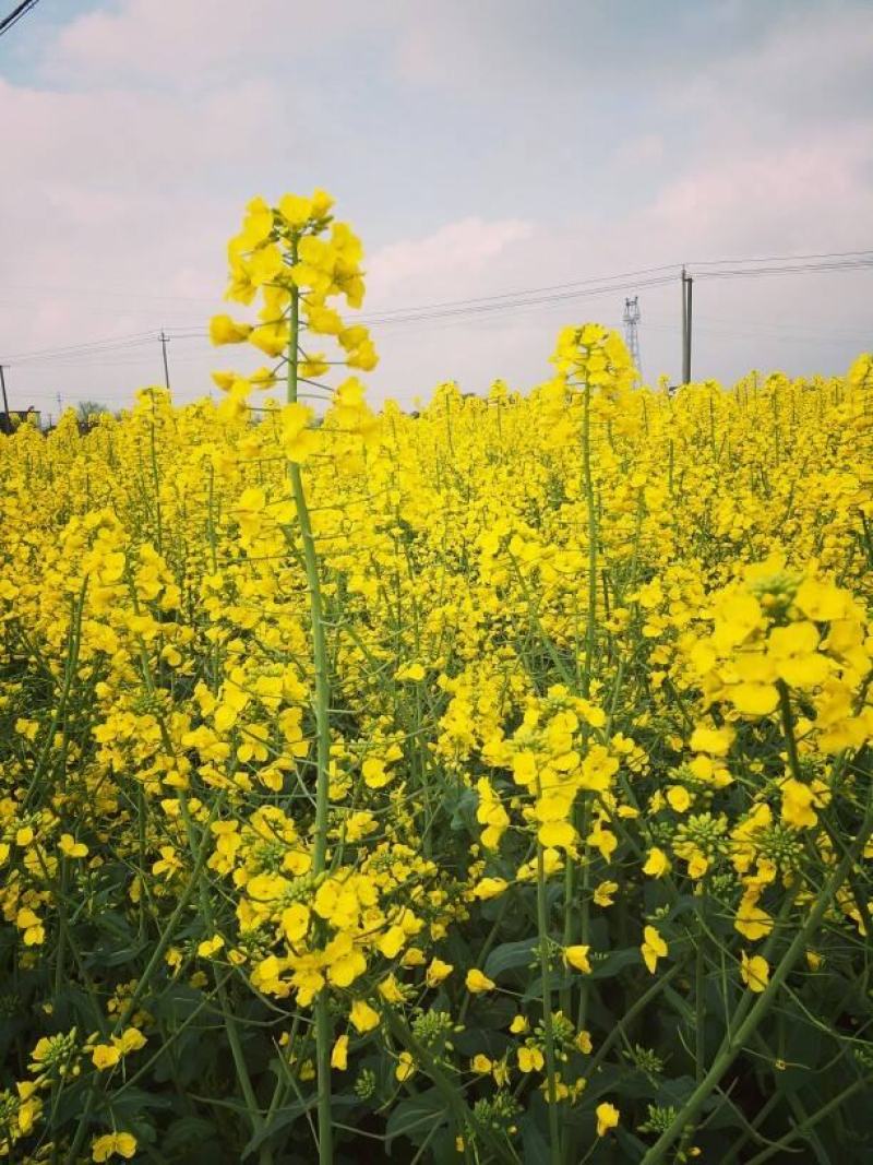 杂油5号油菜种子早熟高产大粒油菜种子四川油菜籽种抗倒耐寒