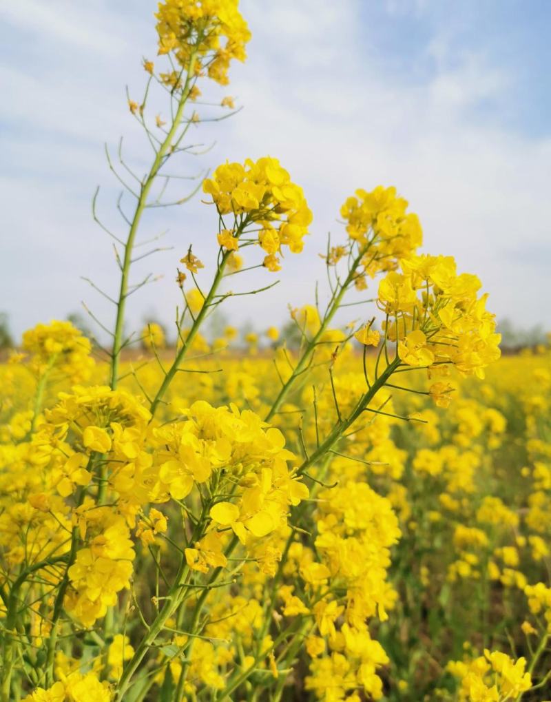 杂油5号油菜种子早熟高产大粒油菜种子四川油菜籽种抗倒耐寒