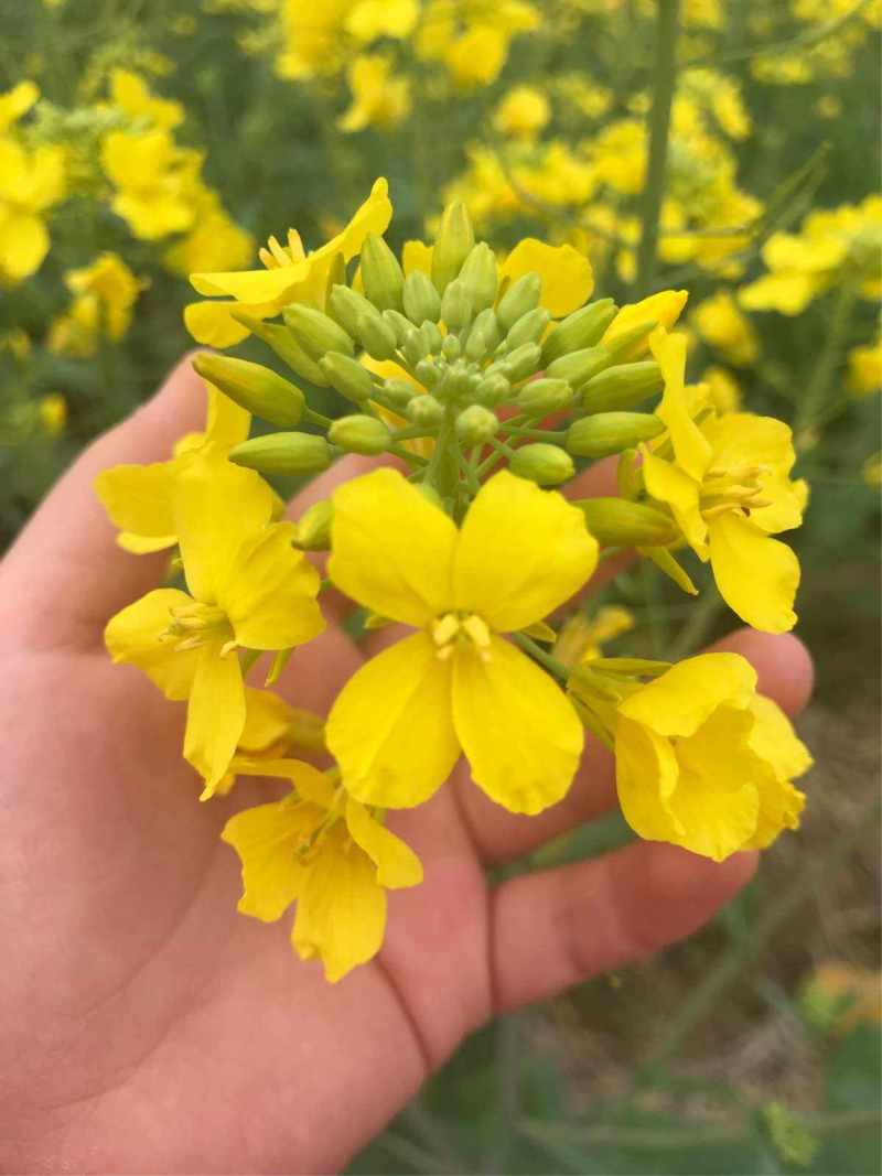 杂油5号油菜种子早熟高产大粒油菜种子四川油菜籽种抗倒耐寒