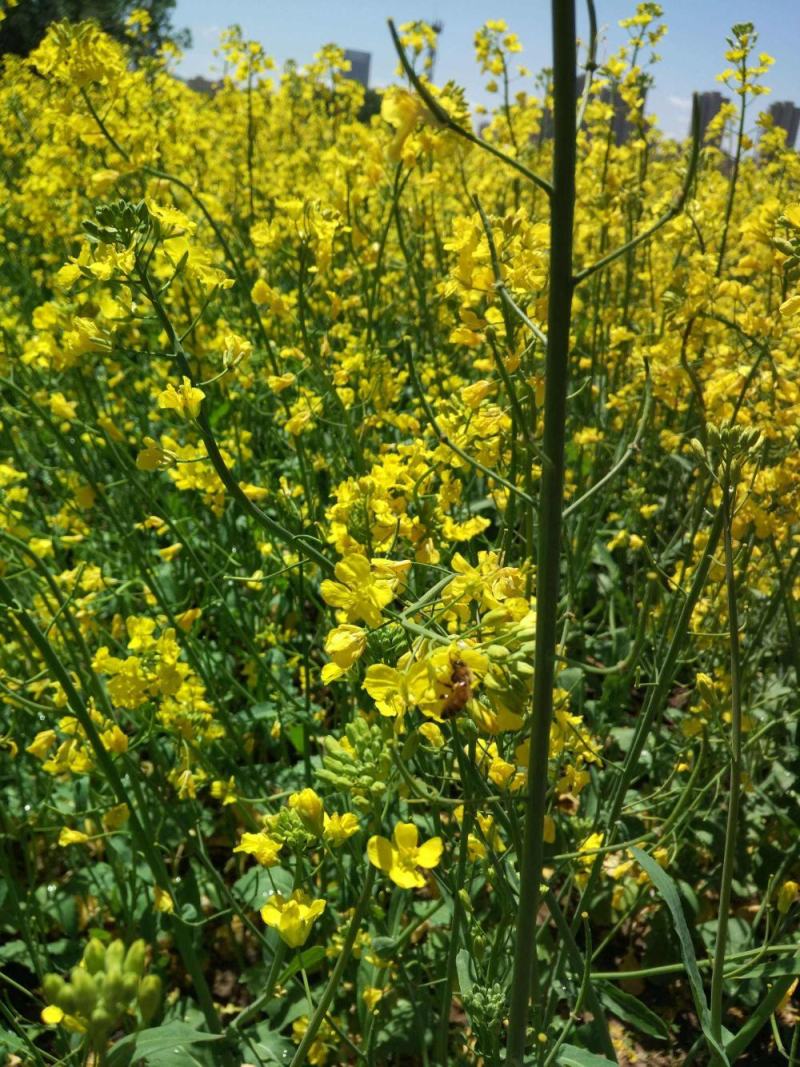 杂油5号油菜种子早熟高产大粒油菜种子四川油菜籽种抗倒耐寒