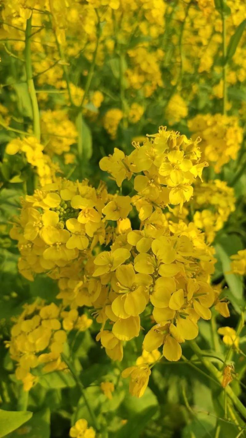 杂油5号油菜种子早熟高产大粒油菜种子四川油菜籽种抗倒耐寒