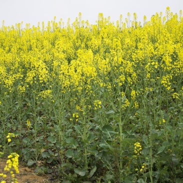 南马777油菜籽种子新品矮杆油菜种子一碗菜籽半碗油产量高
