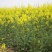 南马777油菜籽种子新品矮杆油菜种子一碗菜籽半碗油产量高