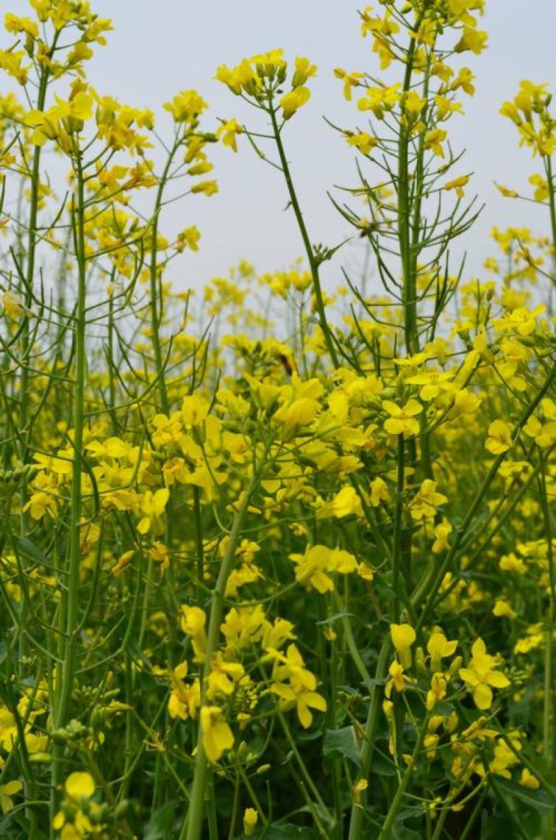 南马777油菜籽种子新品矮杆油菜种子一碗菜籽半碗油产量高