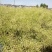南马777油菜籽种子新品矮杆油菜种子一碗菜籽半碗油产量高