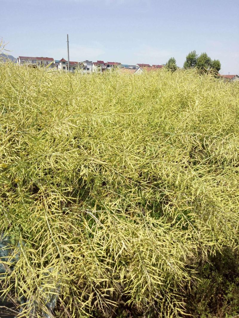南马777油菜籽种子新品矮杆油菜种子一碗菜籽半碗油产量高