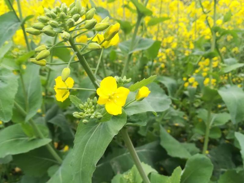 南马矮抗1号油菜种子高产高油矮杆实心抗病抗倒油菜种子