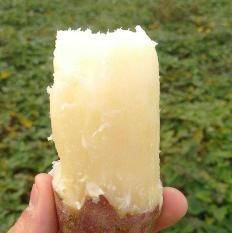 【哈密红薯】冰糖心电商商超社区团购带货现挖现发