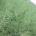 南马矮油优质杂交油菜种子高产抗病抗倒能力强矮杆正品