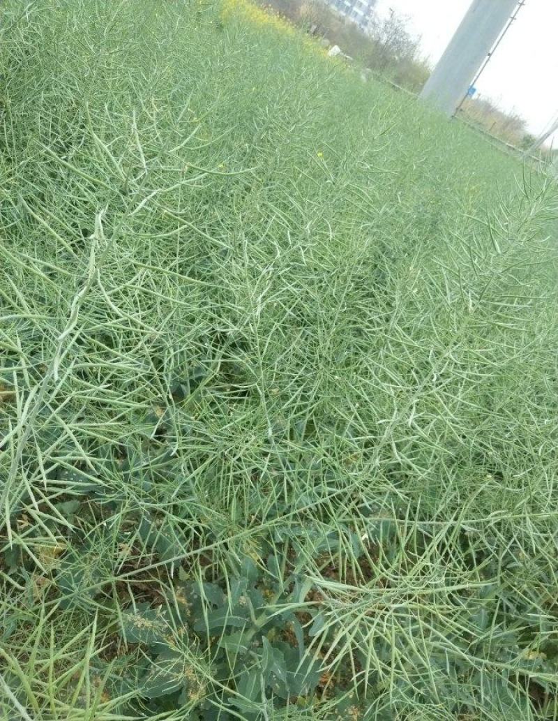 南马矮油优质杂交油菜种子高产抗病抗倒能力强矮杆正品