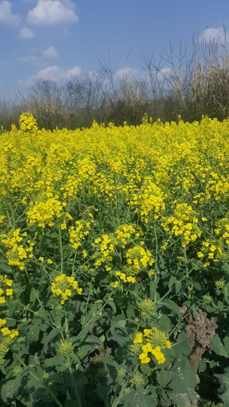 南马矮油优质杂交油菜种子高产抗病抗倒能力强矮杆正品