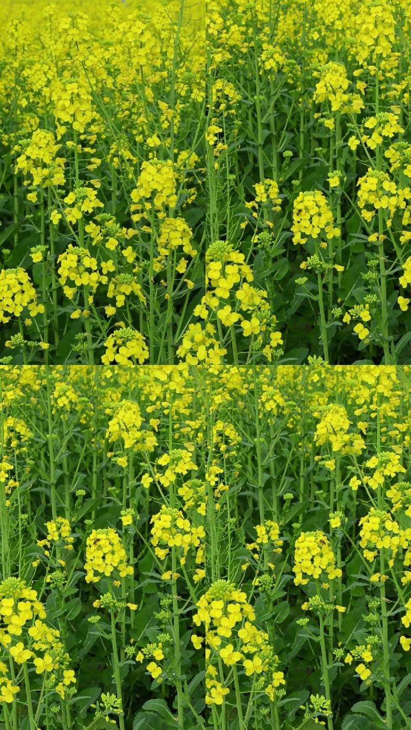南马矮油优质杂交油菜种子高产抗病抗倒能力强矮杆正品