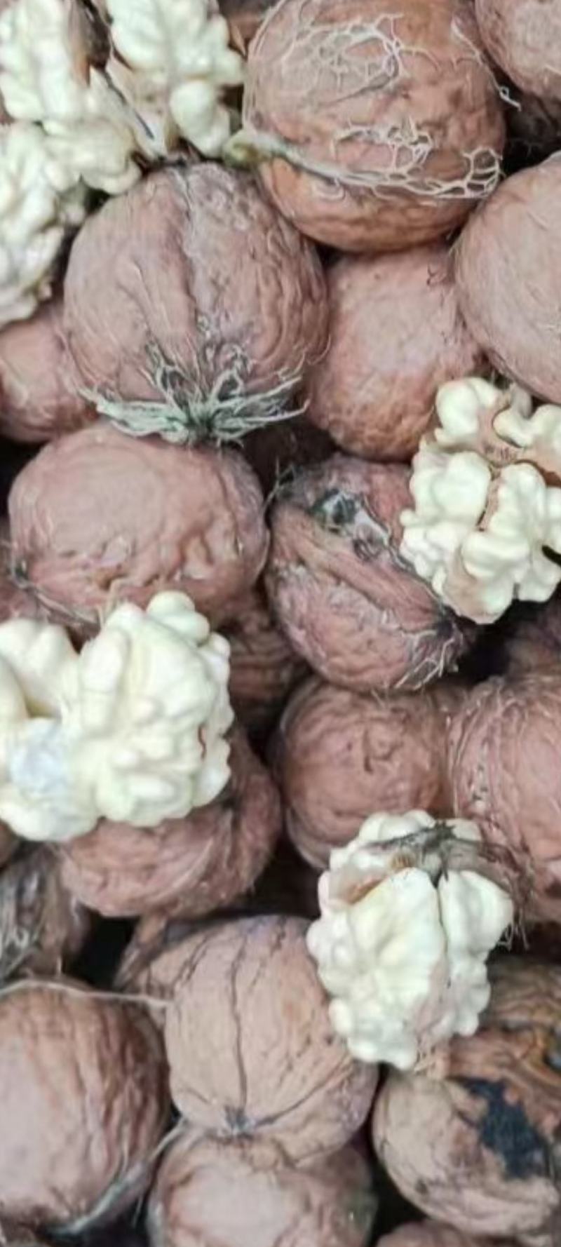 青皮核桃去皮干核桃薄皮核桃贵州山区农家核桃