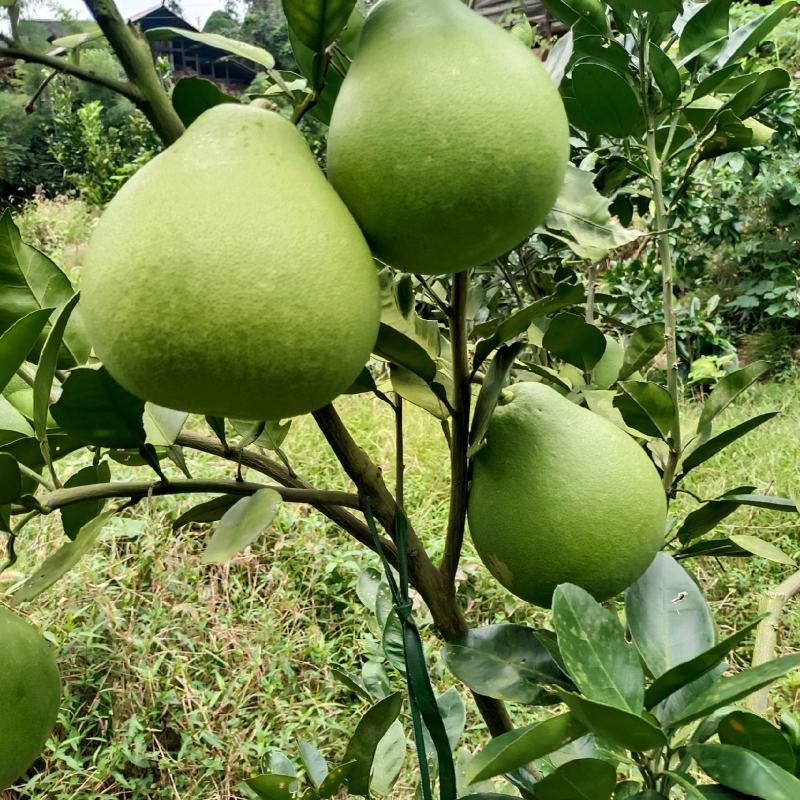 麻麻柚
