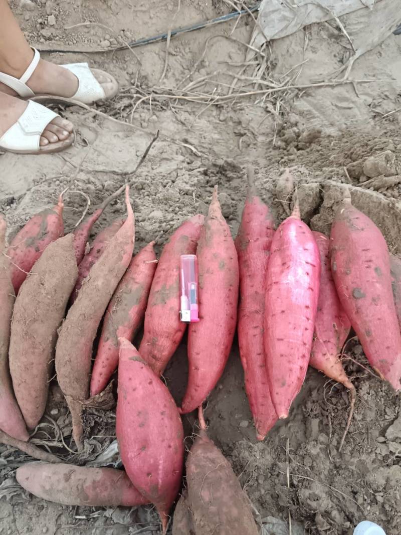 万亩基地西瓜红红薯，大量上市，质量杠杠的。