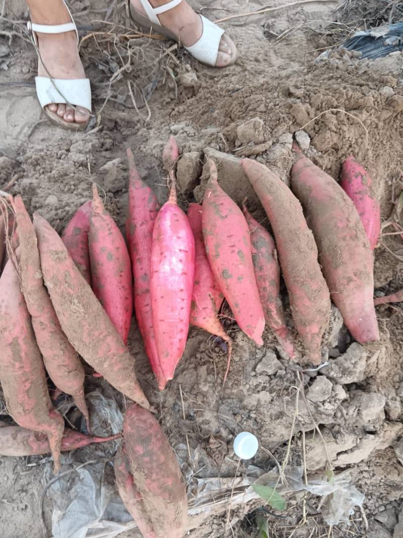 万亩基地西瓜红红薯，大量上市，质量杠杠的。