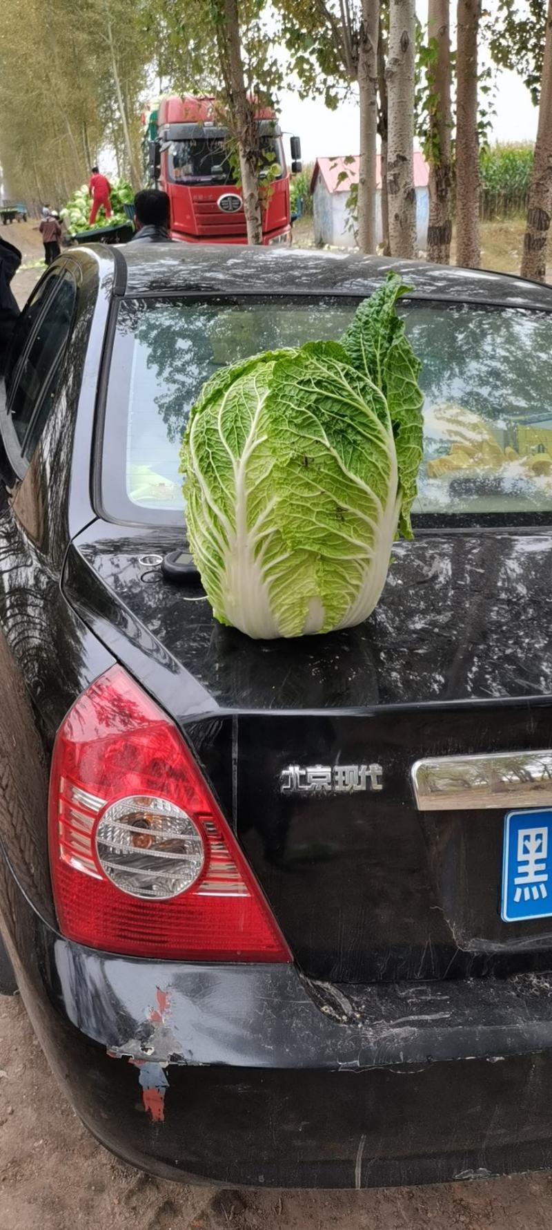 东北黄心大白菜，市场菜，酸菜厂，泡菜厂