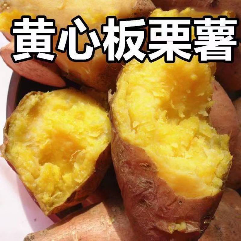 山东红薯西瓜红精品开始收购产地直发，山东省邹城市田石滩村