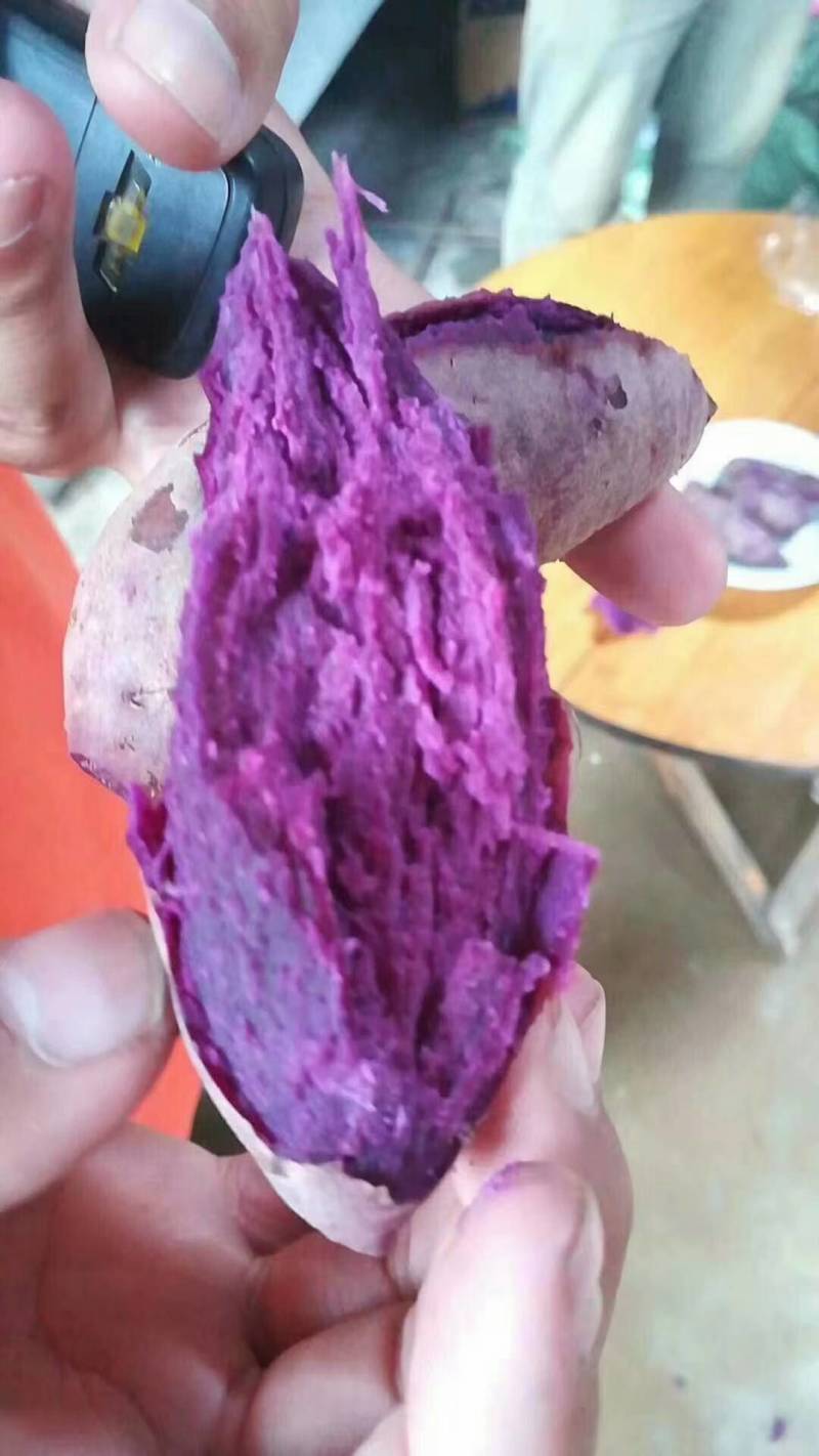 山东红薯西瓜红精品开始收购产地直发，山东省邹城市田石滩村