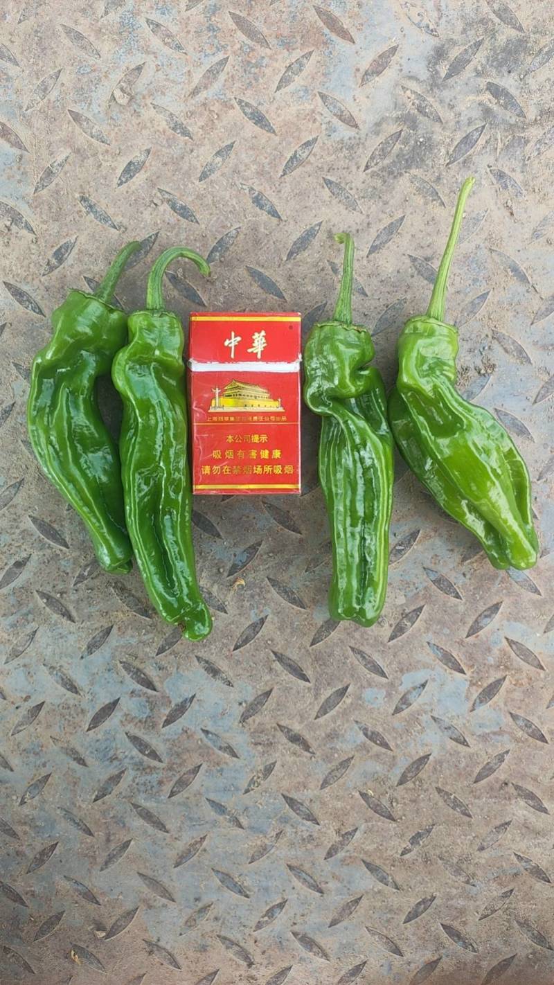 广东徐闻芜湖椒苏椒薄皮泡椒辣椒代办代收货装箱万亩基地直发