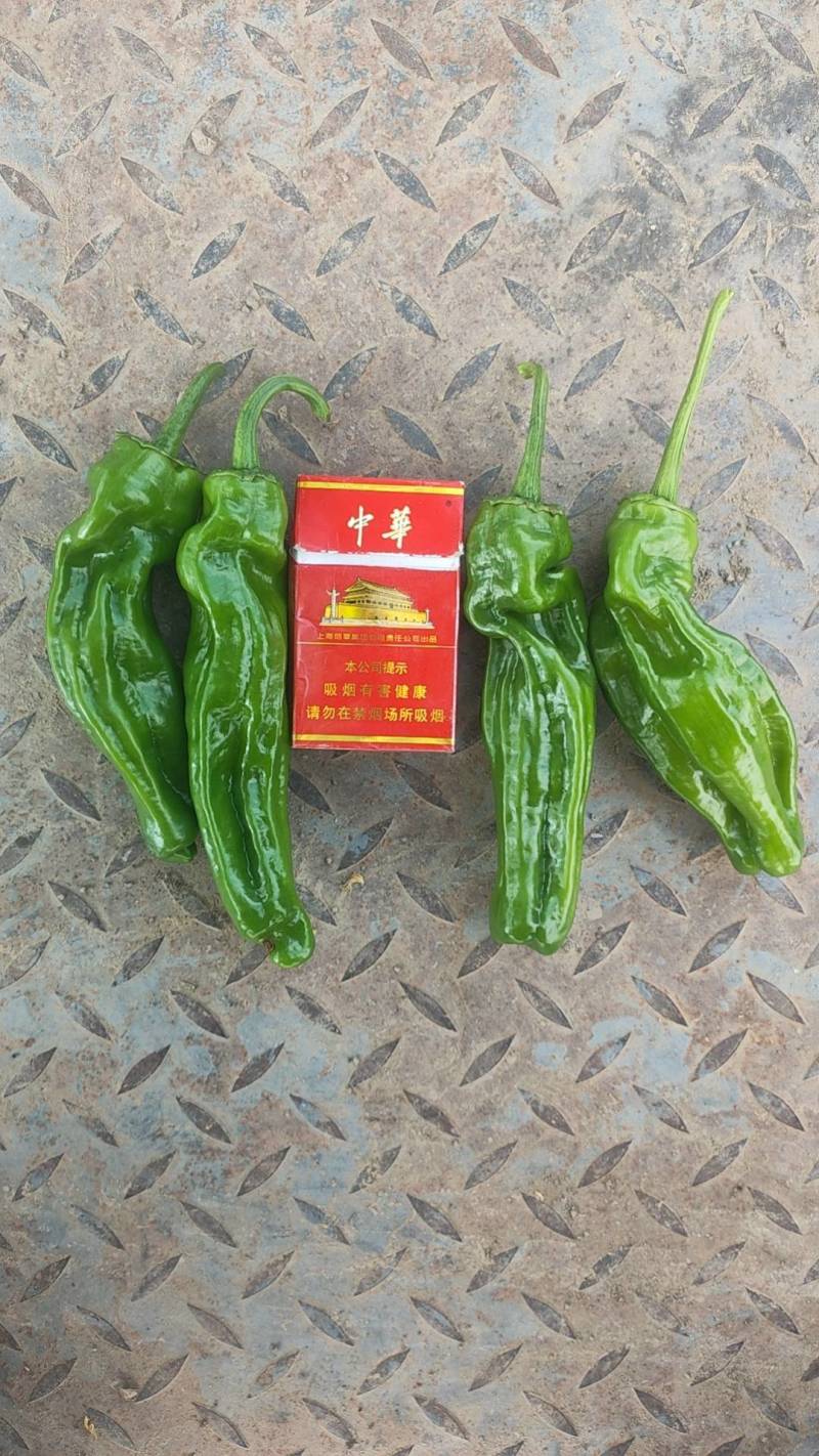 广东徐闻芜湖椒苏椒薄皮泡椒辣椒代办代收货装箱万亩基地直发