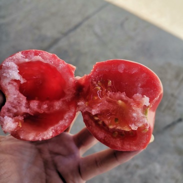 西红柿沙瓤粉果自然成熟，新鲜生吃，现摘现发