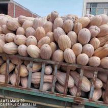 新野县万亩蔬菜基地大量供应金韩蜜本南瓜个头5到12斤