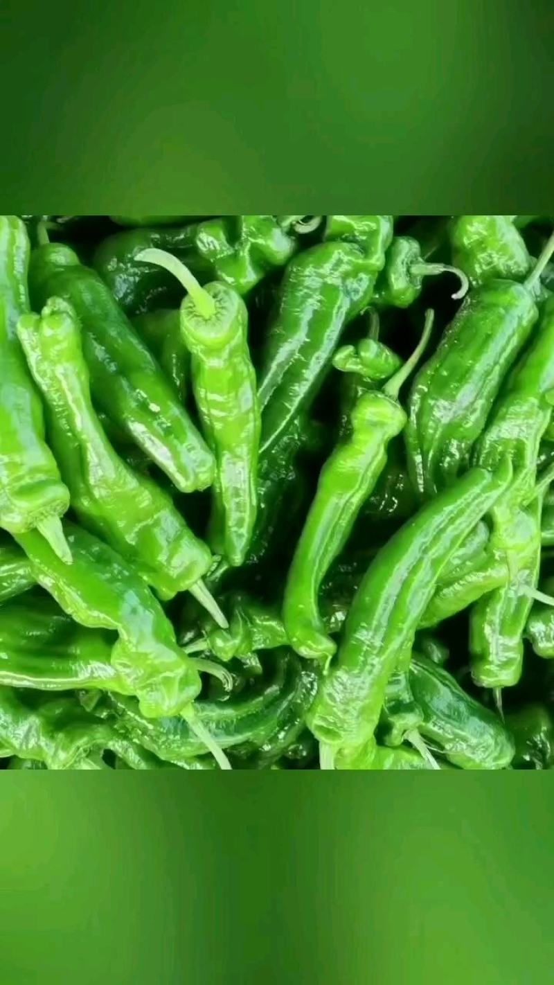 301鲜辣椒，夏邑301大棚鲜辣椒，货源充足，质量保证