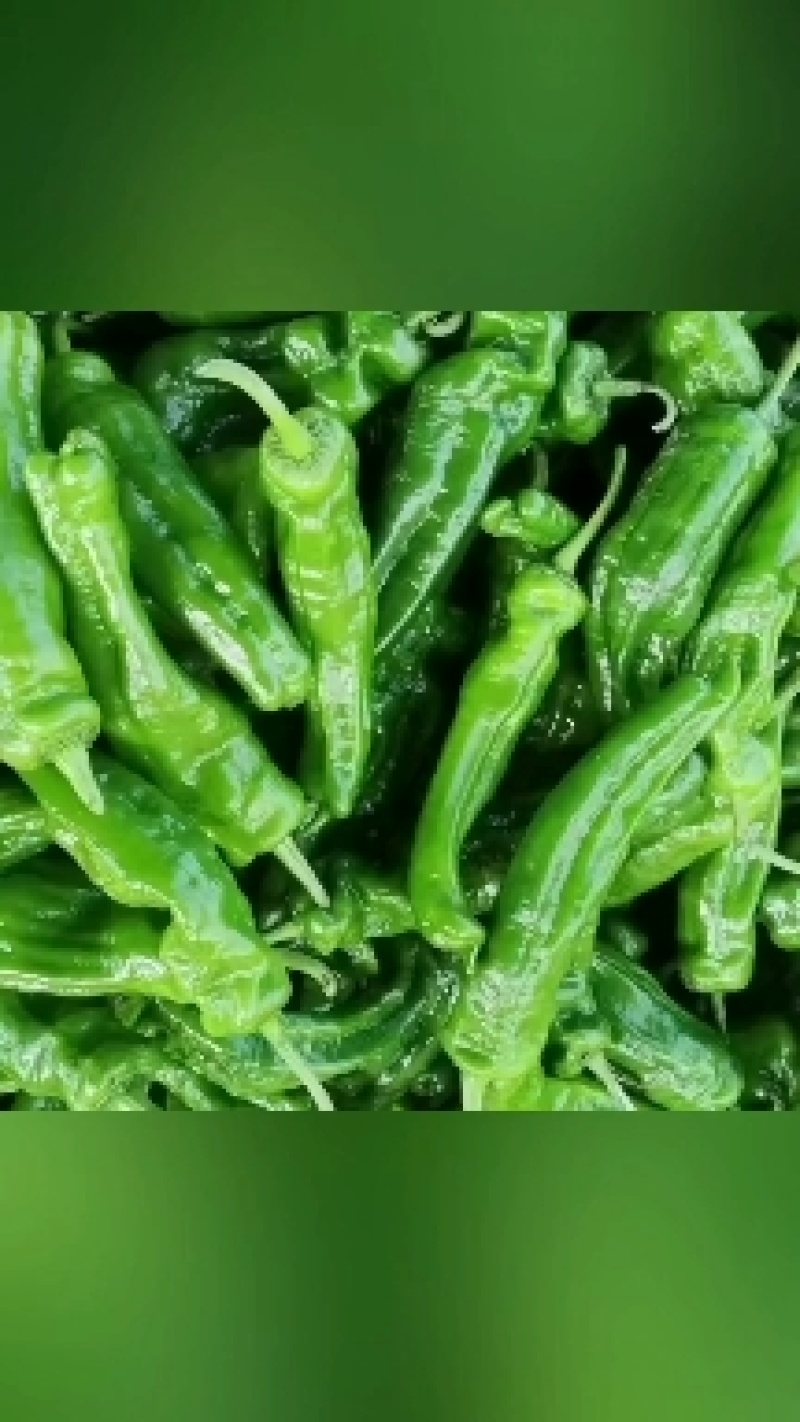 301鲜辣椒，夏邑301大棚鲜辣椒，货源充足，质量保证