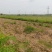 村集体土地出租