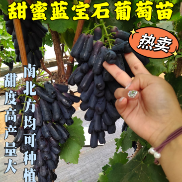 金手指甜蜜蓝宝石葡萄苗基地直发现挖现发【可签合同】