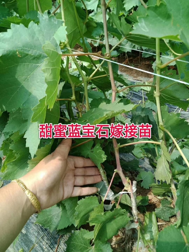 金手指甜蜜蓝宝石葡萄苗基地直发现挖现发【可签合同】