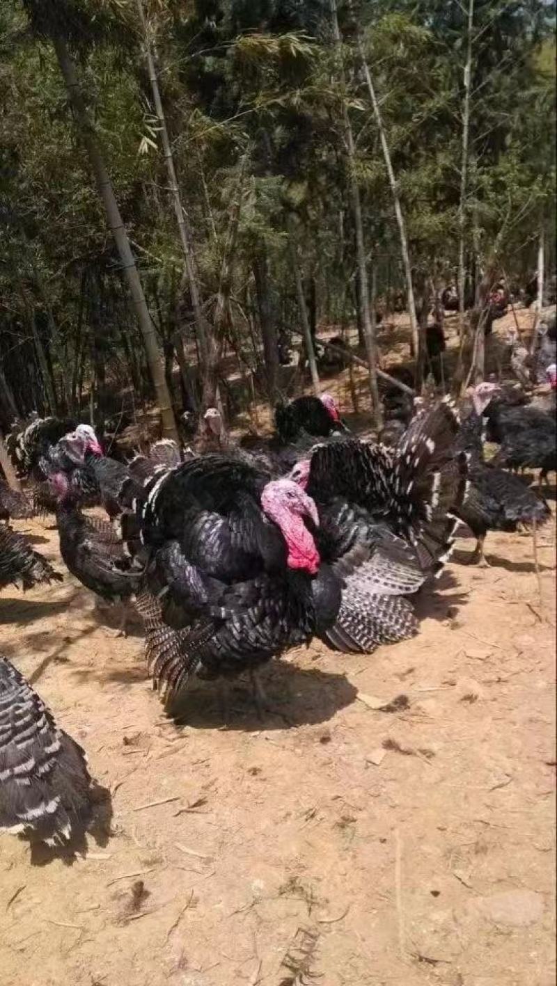 脱温火鸡苗3至5两左右的价格美丽诚信合作欢迎来电