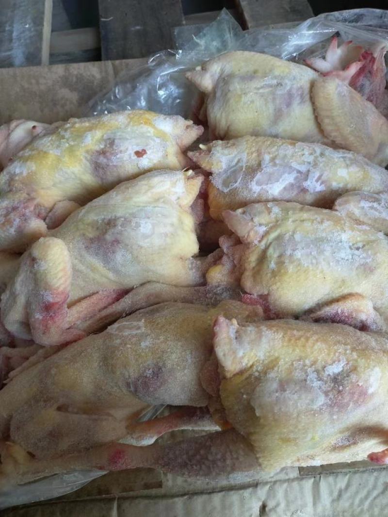 二级老母鸡，11公斤箱装的熟食专用，价格优惠，全净膛的