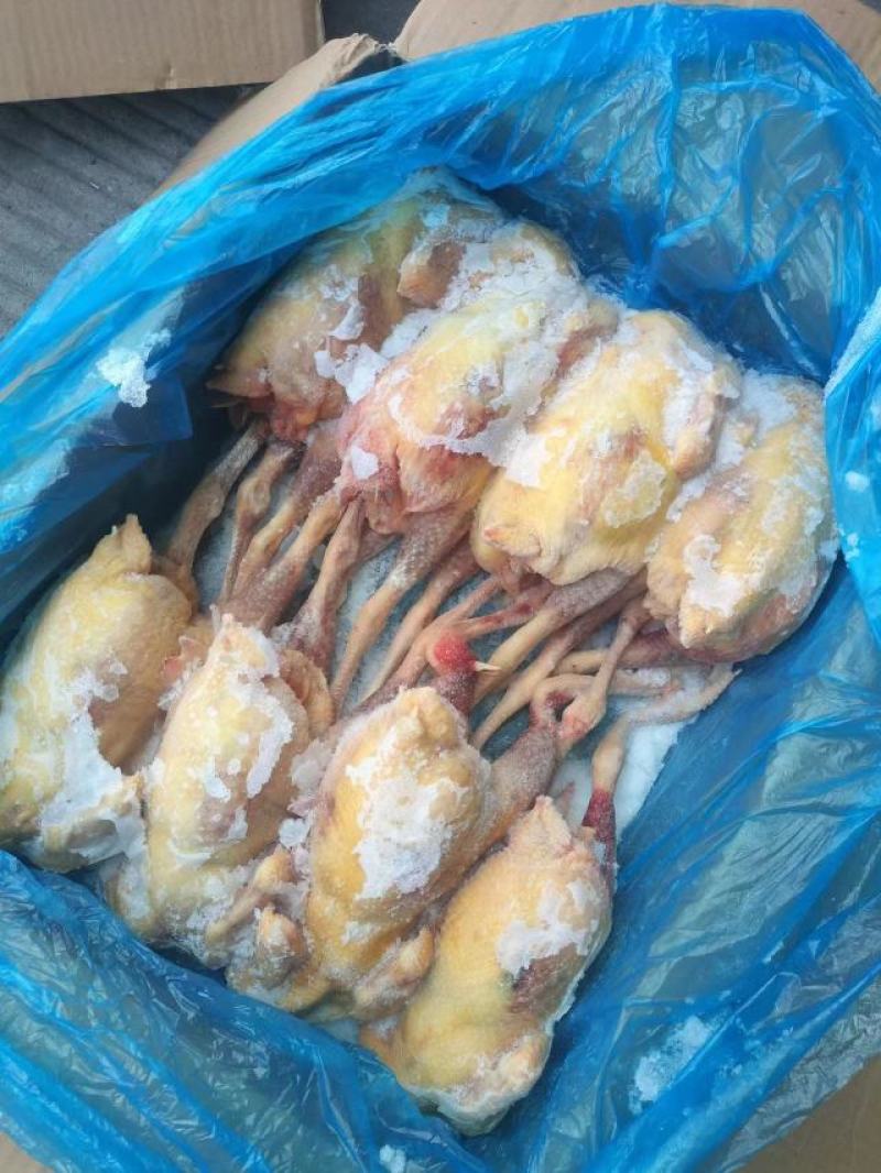 二级老母鸡，11公斤箱装的熟食专用，价格优惠，全净膛的