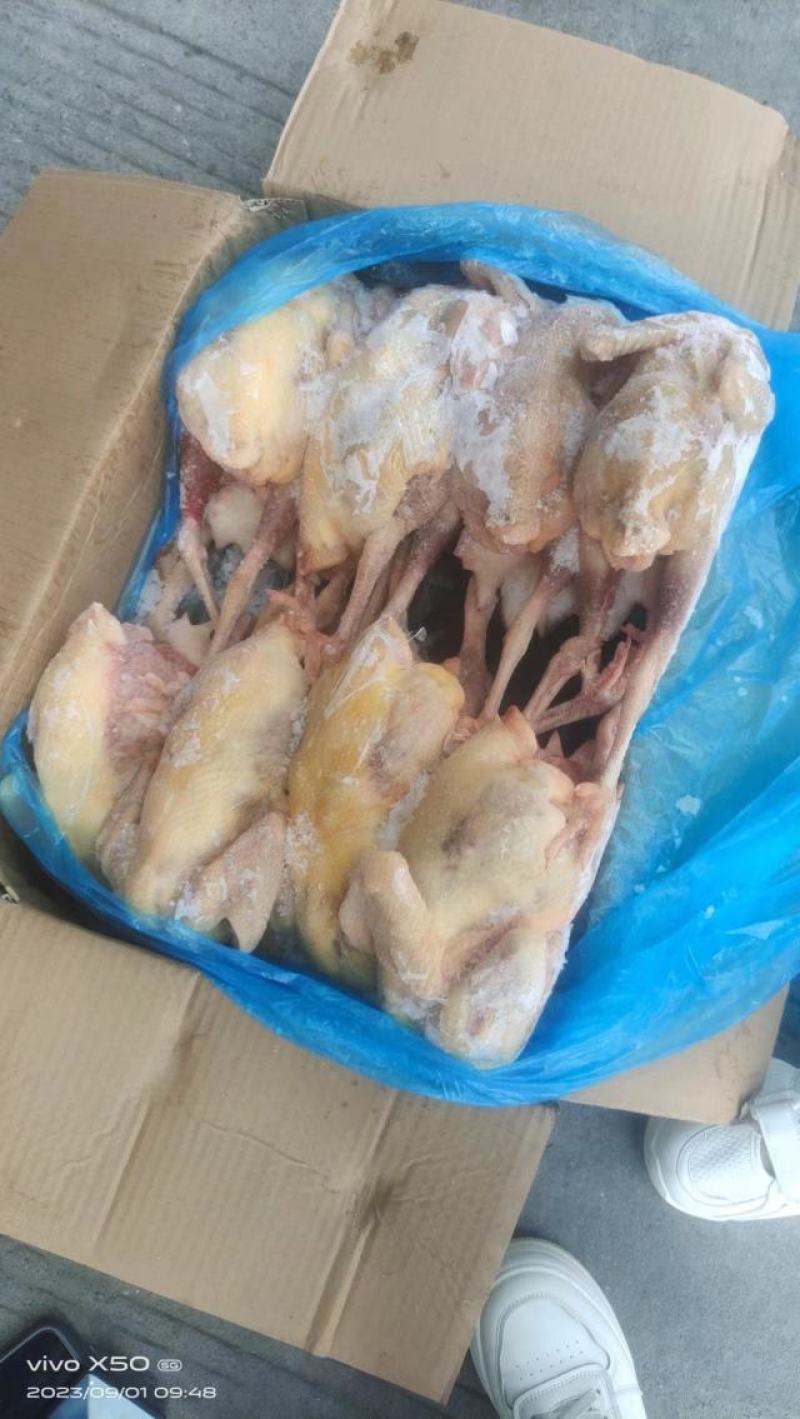二级老母鸡，11公斤箱装的熟食专用，价格优惠，全净膛的
