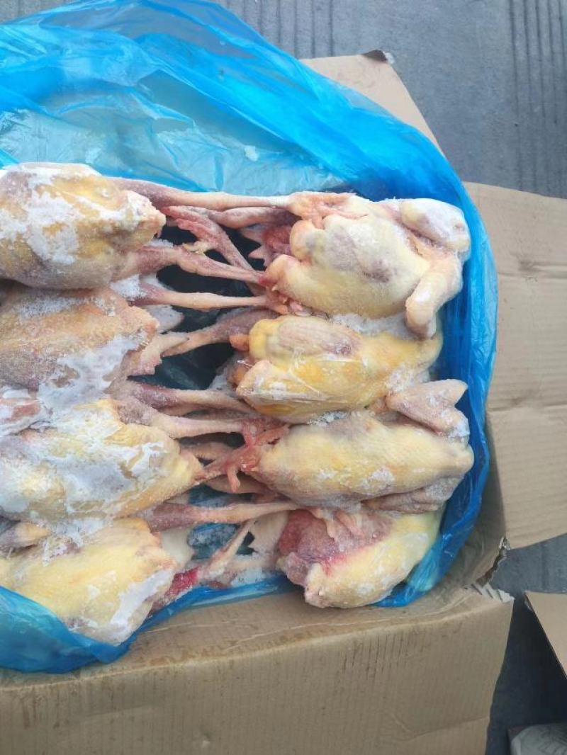 二级老母鸡，11公斤箱装的熟食专用，价格优惠，全净膛的