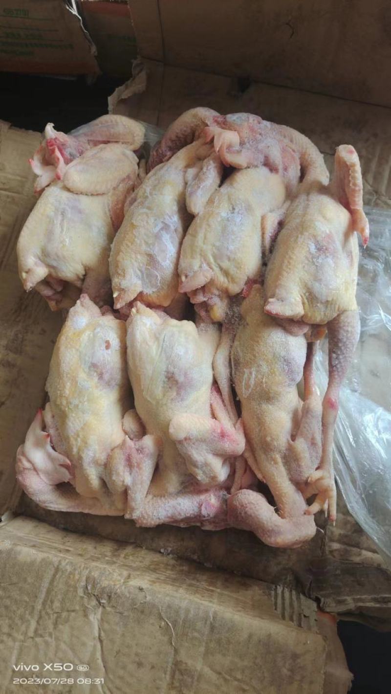 二级老母鸡，11公斤箱装的熟食专用，价格优惠，全净膛的
