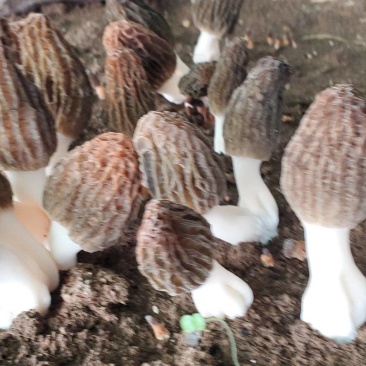 羊肚菌干品鲜货头茬电商平台货源菌煲汤质量保障